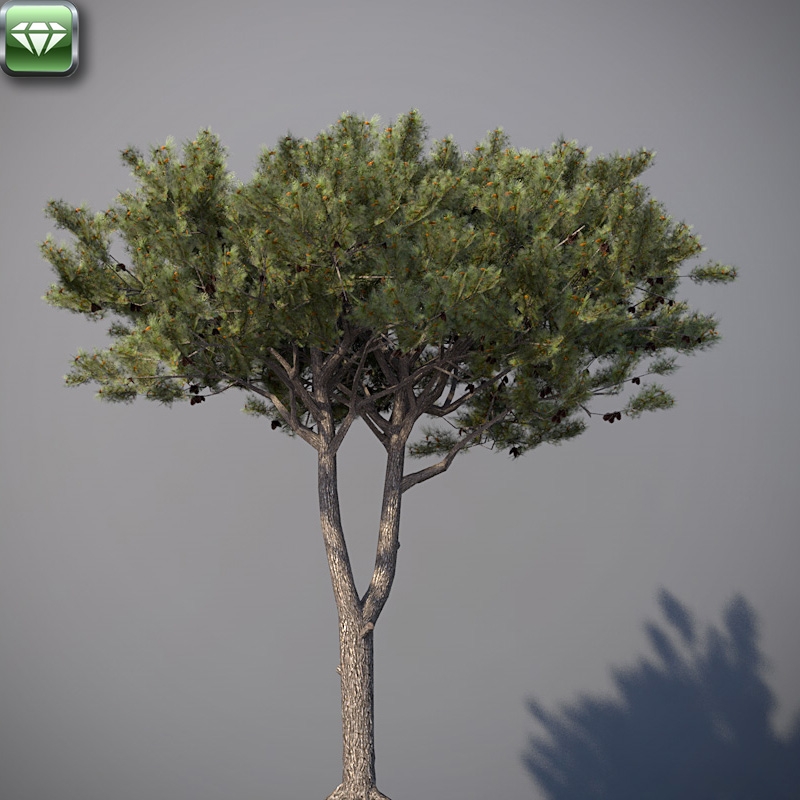 Pine